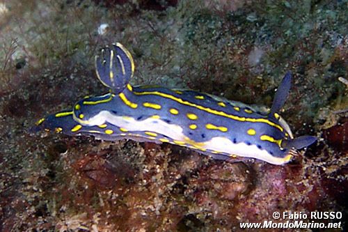 Doride dipinto (Hypselodoris picta)