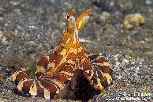 Wonderpus (Octopus sp. 2)