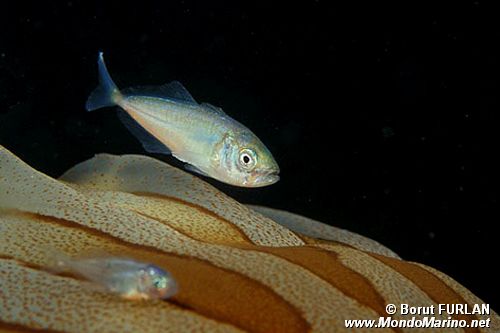 Sugherello (Trachurus trachurus)