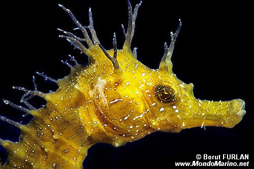 Cavalluccio marino (Hippocampus guttulatus)