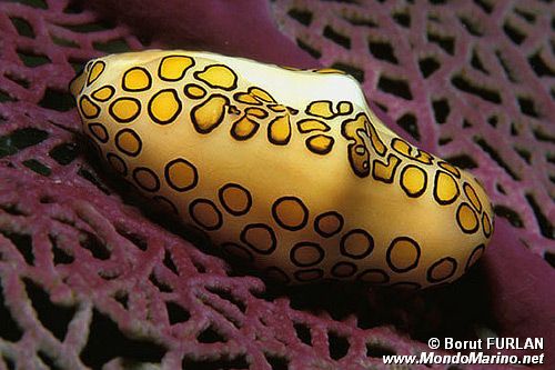 Conchiglia (Cyphoma gibbosum)