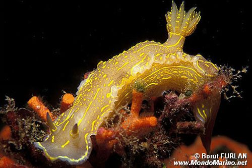 Doride dipinto (Hypselodoris picta)