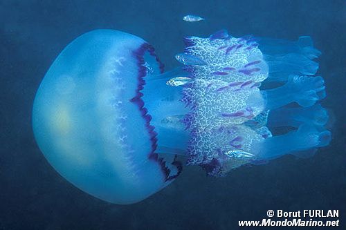 Polmone di mare (Rhizostoma pulmo)