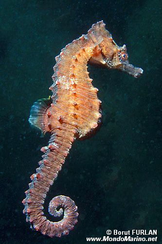 Cavalluccio marino (Hippocampus hippocampus)
