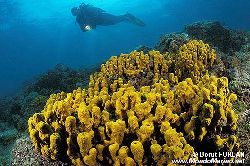 Spugna (Verongia aerophoba)