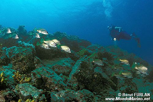 Corvina (Sciaena umbra)