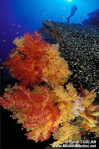 Varie specie di Coralli molli (n.d. n.d.)