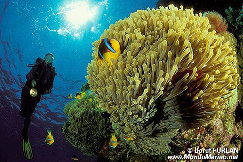 Pesce pagliaccio (Amphiprion bicinctus)