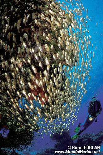 Pesce vetro (Parapriacanthus ransonneti)