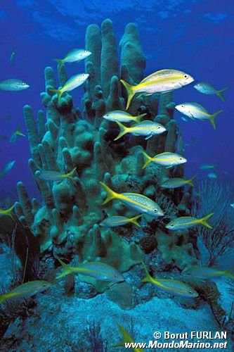 Pesce (Ocyurus chrysurus)