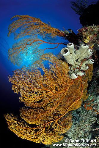 Spugna (Siphonochalina siphonella)