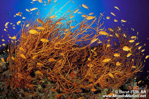 Castagnola  tropicale (Pseudanthias squamipinnis)