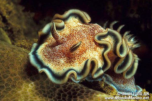 Glossodoris (Glossodoris hikuerensis)