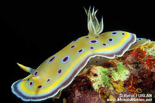 Chromodoris gemella (Chromodoris geminus)