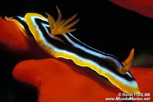 Nudibranchio pigiama (Chromodoris quadricolor)