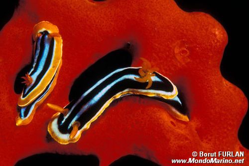 Nudibranchio pigiama (Chromodoris quadricolor)