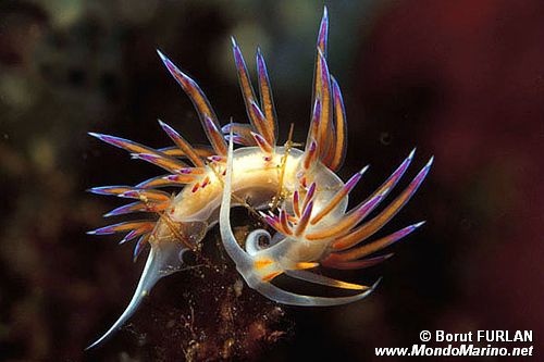 Cratena (Cratena peregrina)