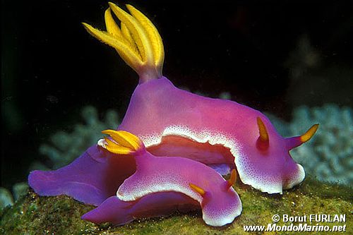 Hypselodoris (Hypselodoris bullocki)