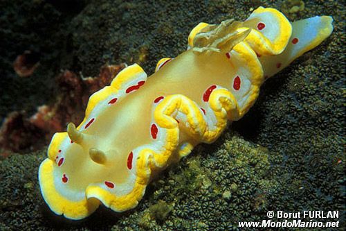 Nudibranchio dalle macchie rosse (Glossodoris cruentus)