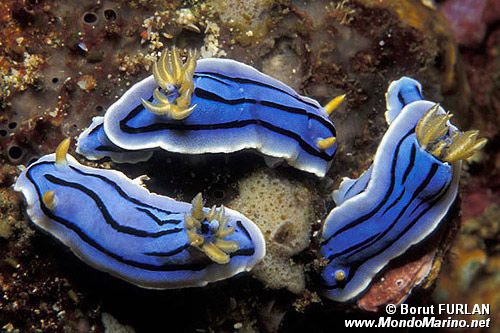 Nudibranchio (Chromodoris boucheti)