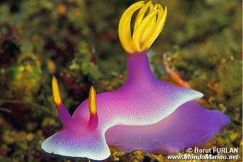 Hypselodoris (Hypselodoris bullocki)