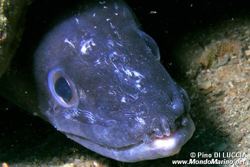 Grongo (Conger conger)