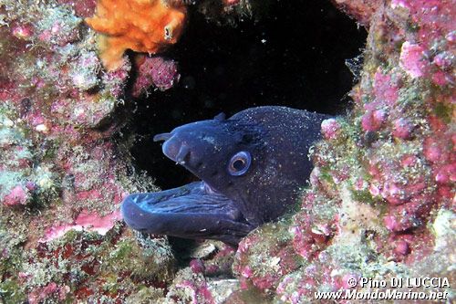 Murena (Muraena helena)