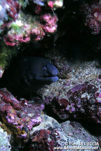 Murena (Muraena helena)