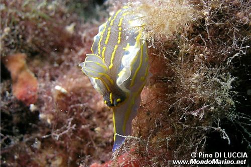 Doride dipinto (Hypselodoris picta)