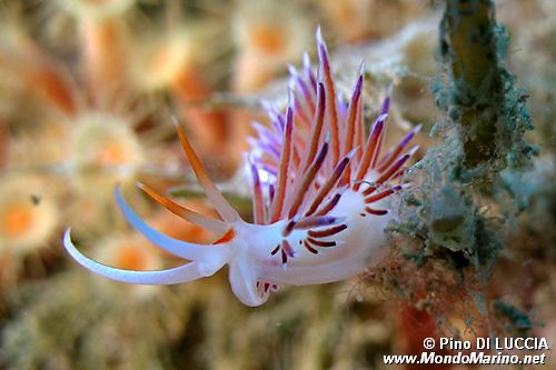 Cratena (Cratena peregrina)