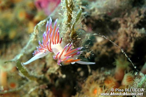Cratena (Cratena peregrina)