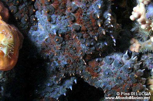 Martasteria (Marthasterias glacialis)