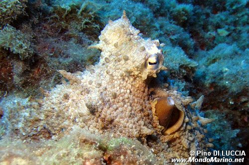 Polpo comune (Octopus vulgaris)