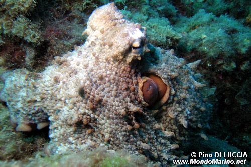 Polpo comune (Octopus vulgaris)