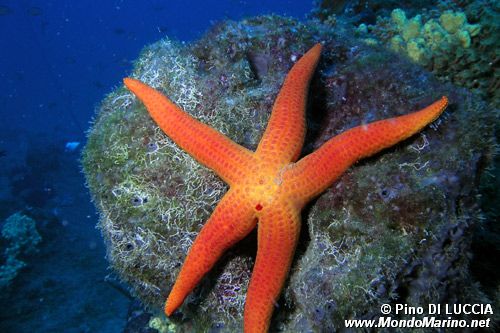 Stella arancio (Hacelia attenuata)