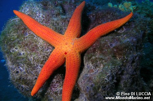 Stella arancio (Hacelia attenuata)