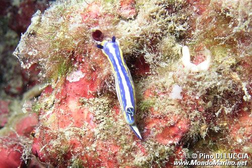 Doride tricolore (Hypselodoris tricolor)