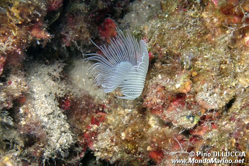 Verme dal ciuffo bianco (Protula tubularia)