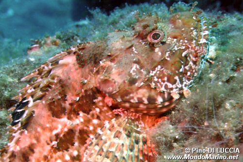 Scorfano rosso (Scorpaena scrofa)