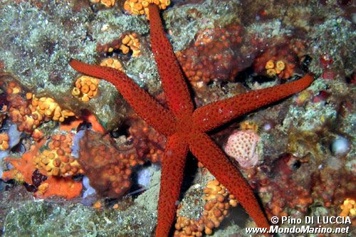 Stella rossa (Echinaster sepositus)