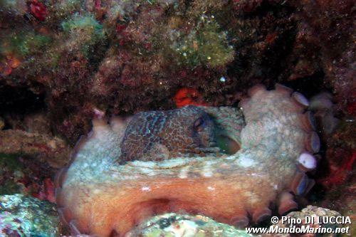 Polpo comune (Octopus vulgaris)