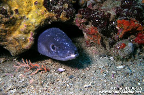 Grongo (Conger conger)