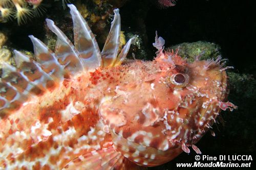 Scorfano rosso (Scorpaena scrofa)