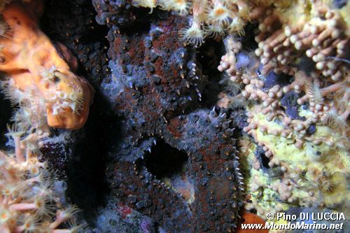 Martasteria (Marthasterias glacialis)