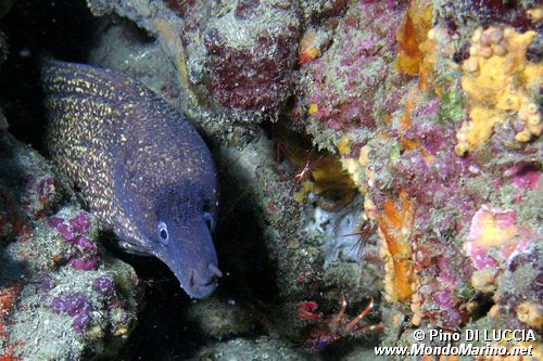 Murena (Muraena helena)
