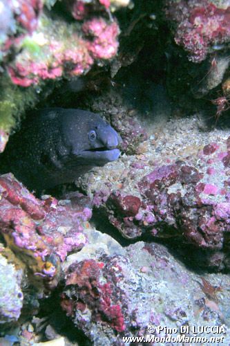 Murena (Muraena helena)
