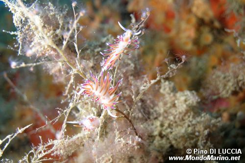 Cratena (Cratena peregrina)