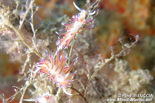 Cratena (Cratena peregrina)