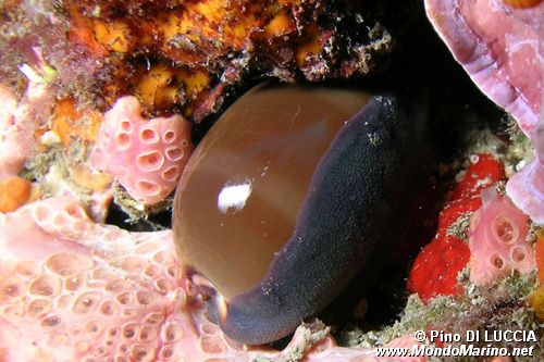 Ciprea (Luria lurida)