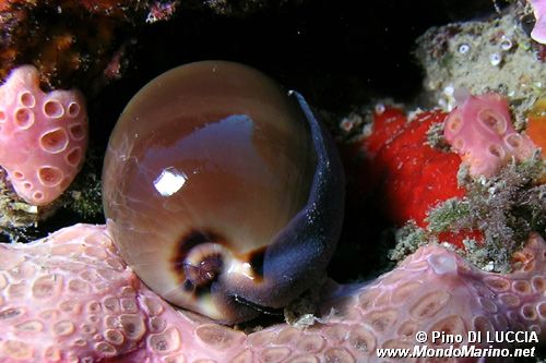Ciprea (Luria lurida)